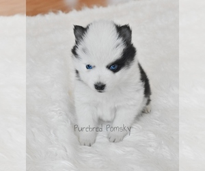 Pomsky Puppy for sale in KANSAS CITY, MO, USA