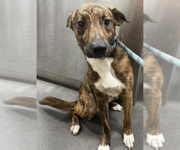 Medium Photo #1 Plott Hound-Unknown Mix Puppy For Sale in Forestville, MD, USA