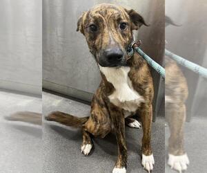 Plott Hound-Unknown Mix Dogs for adoption in Forestville, MD, USA