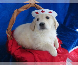 English Cream Golden Retriever Puppy for sale in NORWOOD, MO, USA