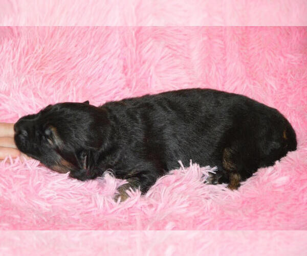 Medium Photo #4 German Shepherd Dog Puppy For Sale in LIGONIER, IN, USA
