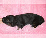 Small Photo #4 German Shepherd Dog Puppy For Sale in LIGONIER, IN, USA