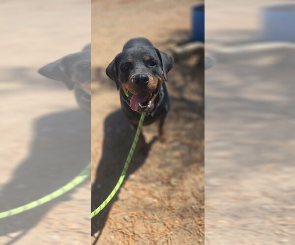 Medium Photo #10 Rottweiler Puppy For Sale in Gilbert, AZ, USA