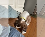 Small Photo #12 English Springer Spaniel Puppy For Sale in STATESVILLE, NC, USA