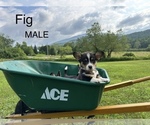 Puppy Fig Pembroke Welsh Corgi