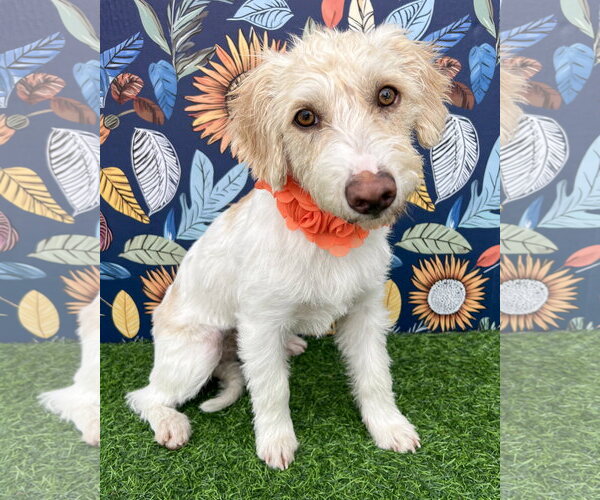 Medium Photo #1 Mutt Puppy For Sale in Corona, CA, USA