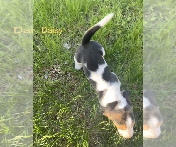 Medium Photo #11 Basset Hound Puppy For Sale in MARTINSVILLE, VA, USA
