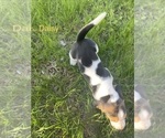 Small #10 Basset Hound