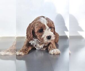 Cavapoo Puppy for Sale in NILES, Michigan USA