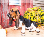 Small Photo #5 Basset Hound Puppy For Sale in WAKARUSA, IN, USA