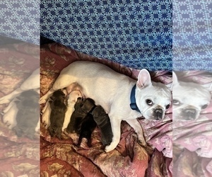 Mother of the French Bulldog puppies born on 03/14/2023