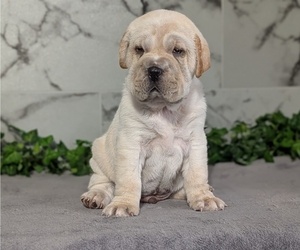Medium Cocker-Pei
