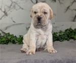 Puppy Spot Cocker-Pei