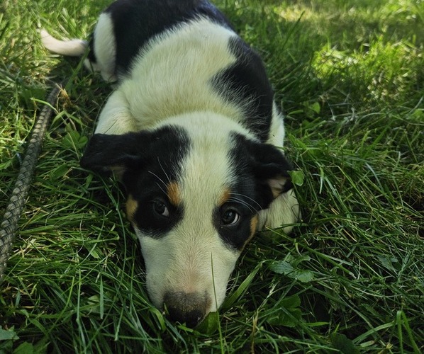 Medium Photo #6 Border Collie-English Shepherd Mix Puppy For Sale in CARROLLTON, OH, USA