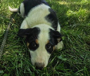 Medium Border Collie-English Shepherd Mix