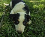 Puppy Bloop Border Collie-English Shepherd Mix