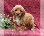 Small #3 Goldendoodle (Miniature)