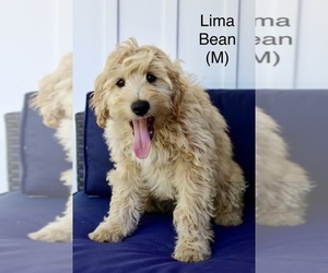 Australian Labradoodle Dogs for adoption in REIDSVILLE, NC, USA