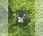 Small #3 Bullypit