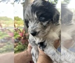 Small Photo #4 Aussiedoodle Puppy For Sale in LONGWOOD, FL, USA