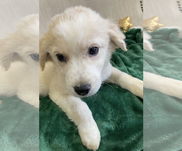 Medium Photo #1 Boxer-Retriever  Mix Puppy For Sale in Pottstown, PA, USA