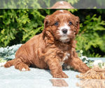 Small Photo #10 Cavapoo Puppy For Sale in KIRKWOOD, PA, USA