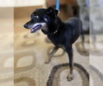 Small #2 Miniature Pinscher Mix
