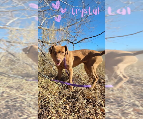 Medium Photo #7 American Pit Bull Terrier-American Staffordshire Terrier Mix Puppy For Sale in Monte Vista, CO, USA