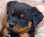 Small #1 Rottweiler