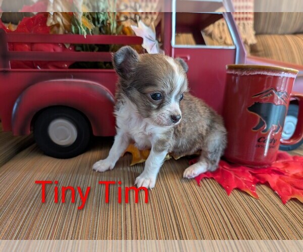 Medium Photo #5 Chihuahua Puppy For Sale in LEBANON, PA, USA