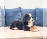 Small #2 Bernese Mountain Dog