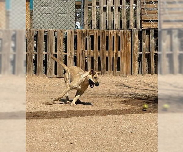 Medium Photo #6 Mutt Puppy For Sale in Apple Valley, CA, USA