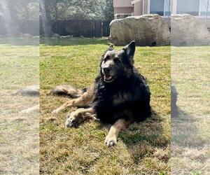 German Shepherd Dog-Unknown Mix Dogs for adoption in Incline Village, NV, USA