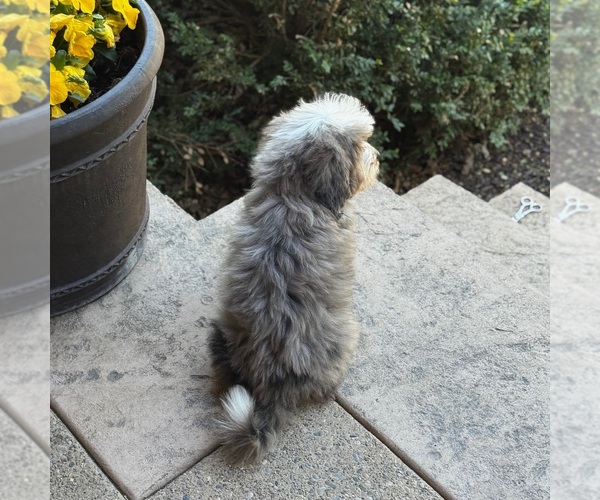 Medium Photo #5 Bernedoodle Puppy For Sale in WOLCOTT, IN, USA