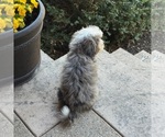 Small #4 Bernedoodle