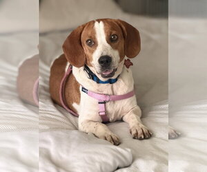 Beagle Dogs for adoption in Tampa, FL, USA