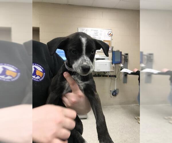 Medium Photo #1 Labrador Retriever-Unknown Mix Puppy For Sale in Conroe, TX, USA