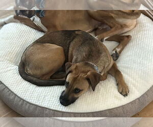Mutt Dogs for adoption in Plainfield, IL, USA