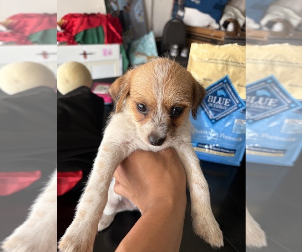 Medium Photo #6 Jack Russell Terrier-Maltipoo Mix Puppy For Sale in ONTARIO, CA, USA