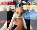 Small Photo #6 Jack Russell Terrier-Maltipoo Mix Puppy For Sale in ONTARIO, CA, USA