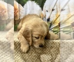 Small Photo #6 Golden Retriever Puppy For Sale in BRANDON, FL, USA