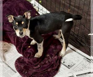 Rat Terrier-Unknown Mix Dogs for adoption in SHERBURNE, NY, USA