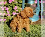 Small #2 Cavapoo