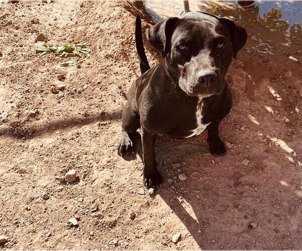 Medium Photo #1 American Pit Bull Terrier-Unknown Mix Puppy For Sale in Globe, AZ, USA