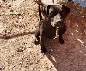 American Pit Bull Terrier-Unknown Mix Dogs for adoption in Globe, AZ, USA