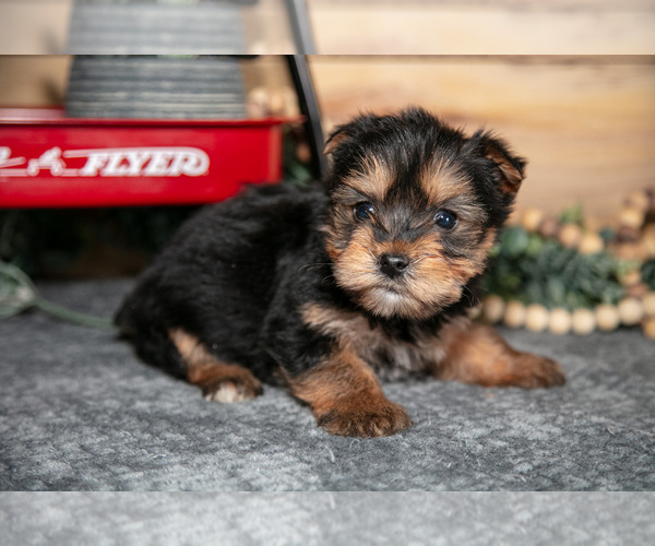 Medium Photo #11 Yorkshire Terrier Puppy For Sale in BERNE, IN, USA