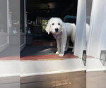 Small Photo #4 Great Pyrenees Puppy For Sale in Holly Springs, NC, USA