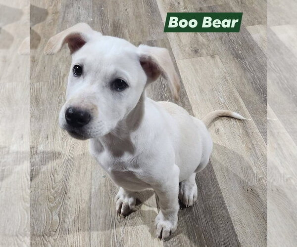 Medium Photo #1 Labrador Retriever-Unknown Mix Puppy For Sale in Marine City, MI, USA