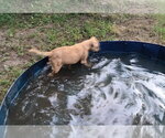 Small Photo #3 Mutt Puppy For Sale in Poplar Bluff, MO, USA