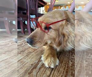 Mother of the Golden Retriever puppies born on 05/27/2025